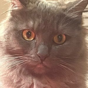 Meet your Posher, Ava